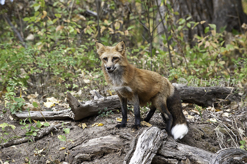 赤狐(Vulpes Vulpes)是食肉目哺乳动物。它是陆地上食肉动物中分布最广的，原产于加拿大、阿拉斯加、几乎所有邻近的美国、欧洲和北非